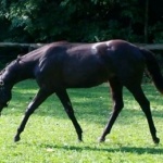 CLASSIC IRON DEVILLE "Popsicle" - gelding out of Joella Deville (Owner: Honeycreek Branch Farm)